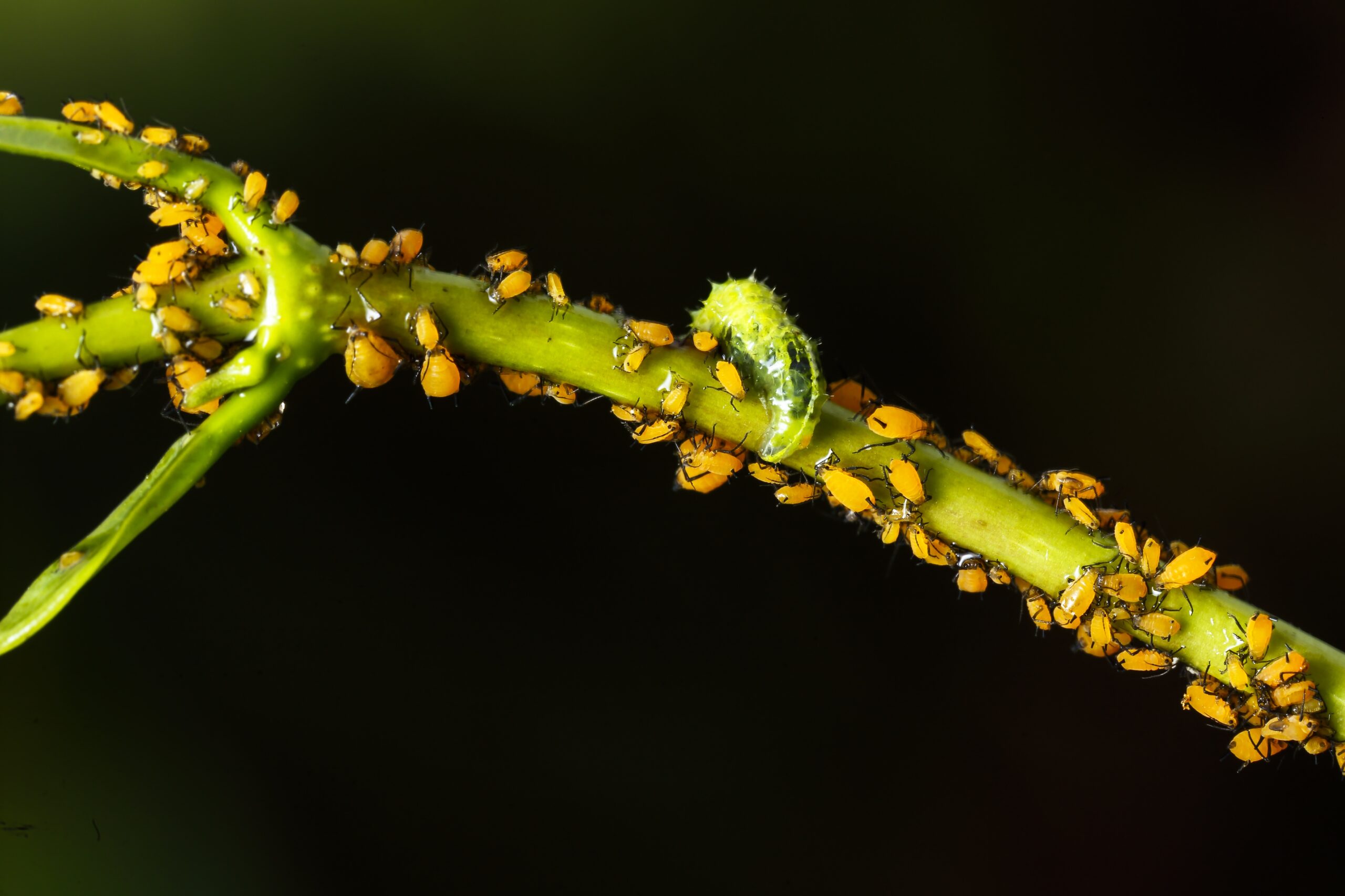 Hover fly Syrphidae,larva feeding on aphids Aphis nerii. An ingested small aphid inside larva visible. Urban garden, Malta, Mediterranean