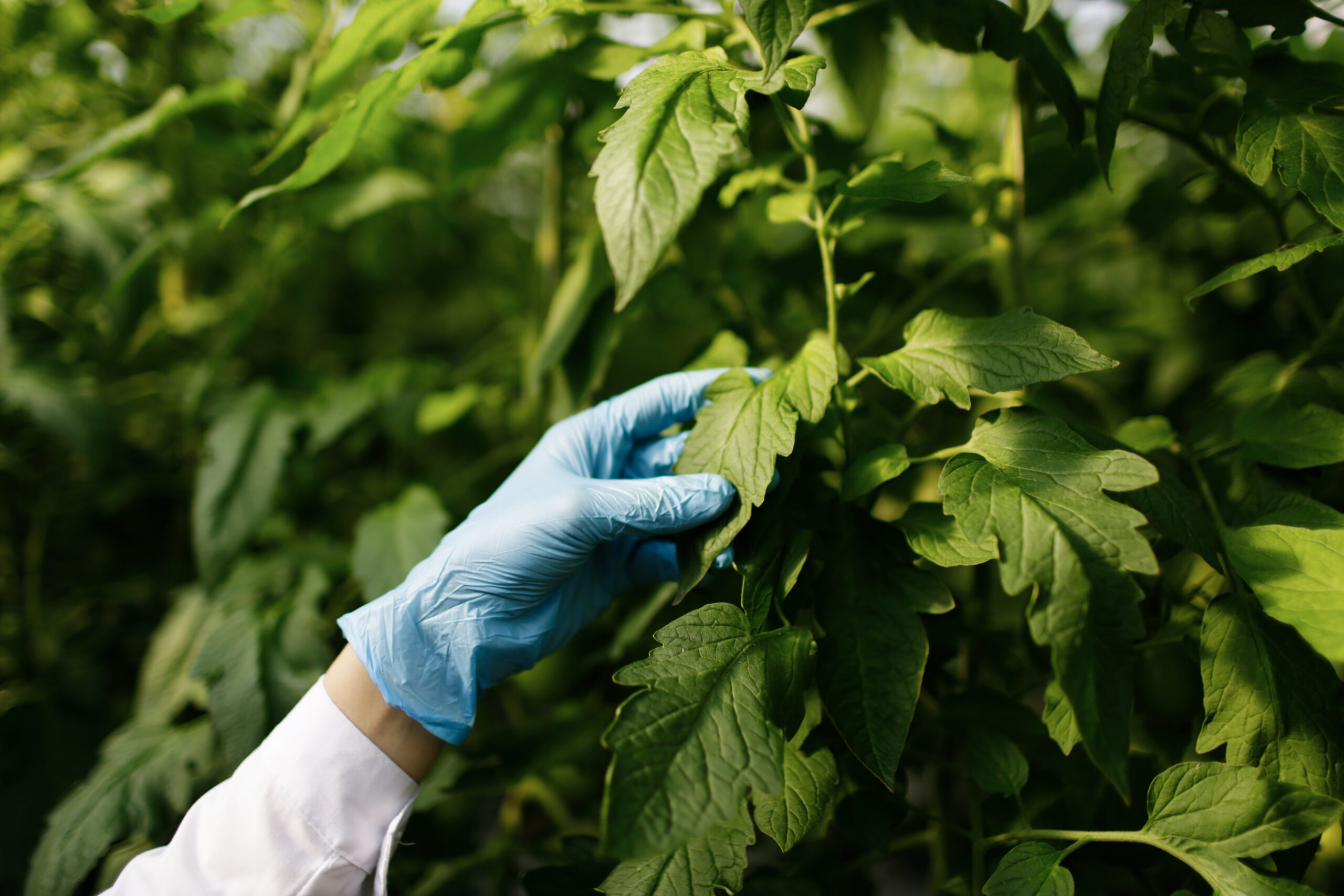 Biotechnology woman engineer examining plant leaf for disease in greenhouse